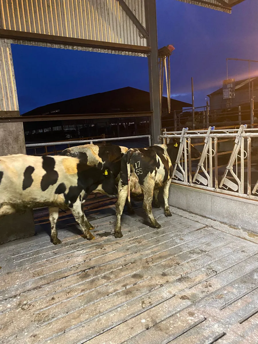 Calved heifers - Image 1