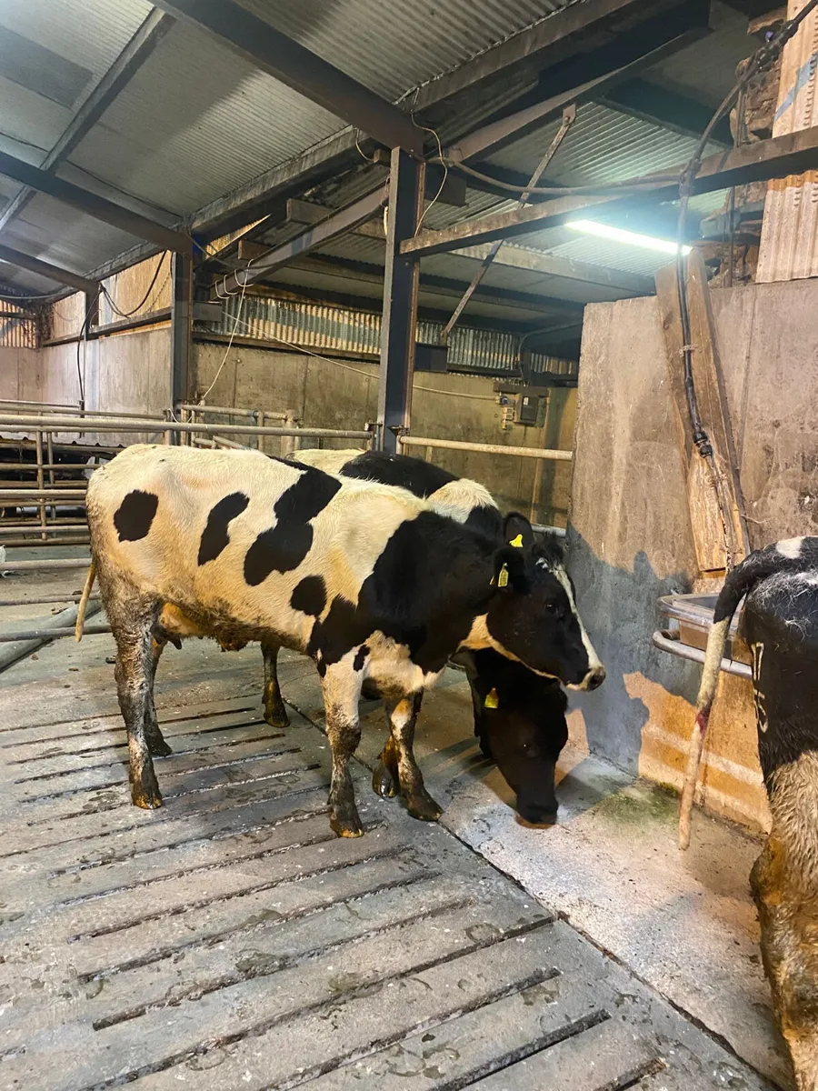 Calved heifers - Image 4