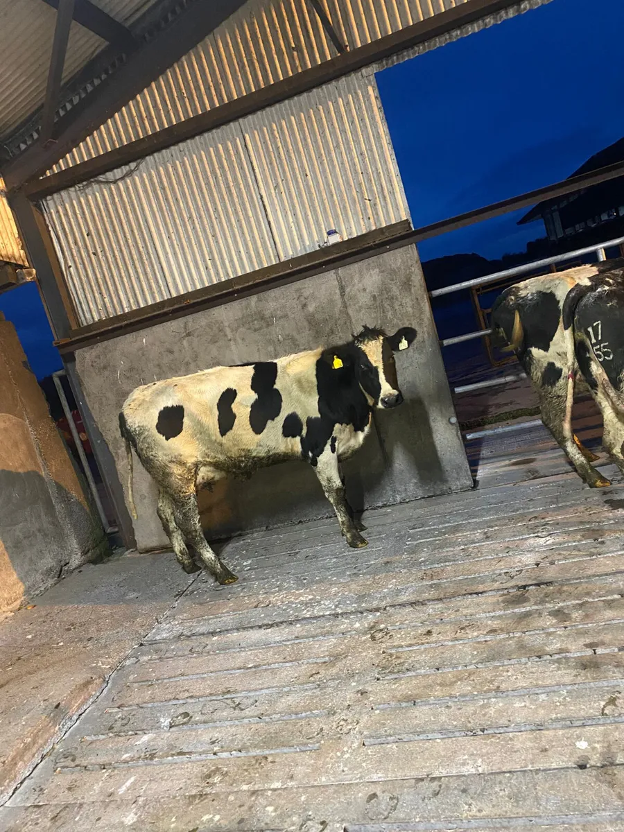 Calved heifers - Image 2