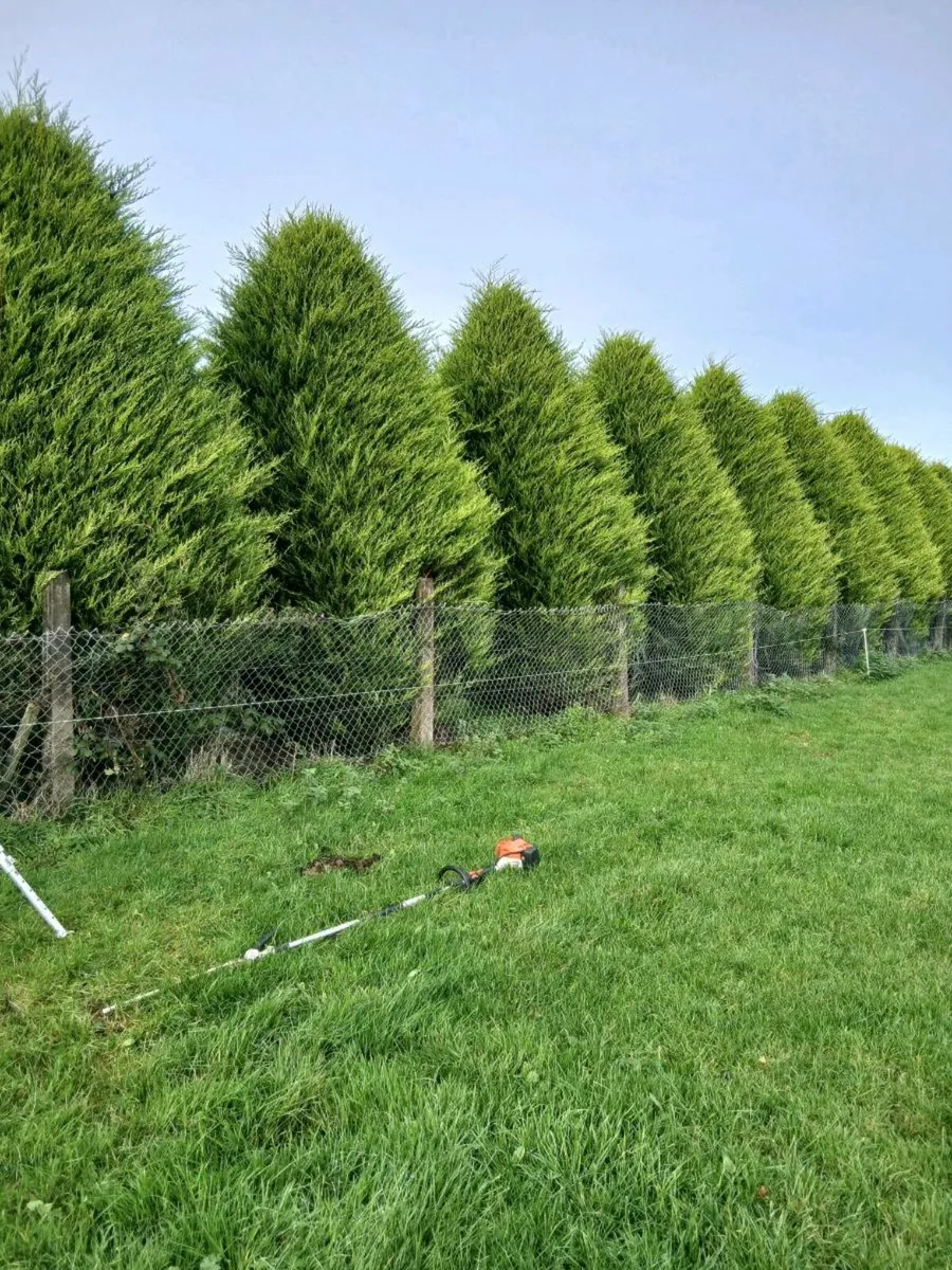 Garden maintanence services - Image 1