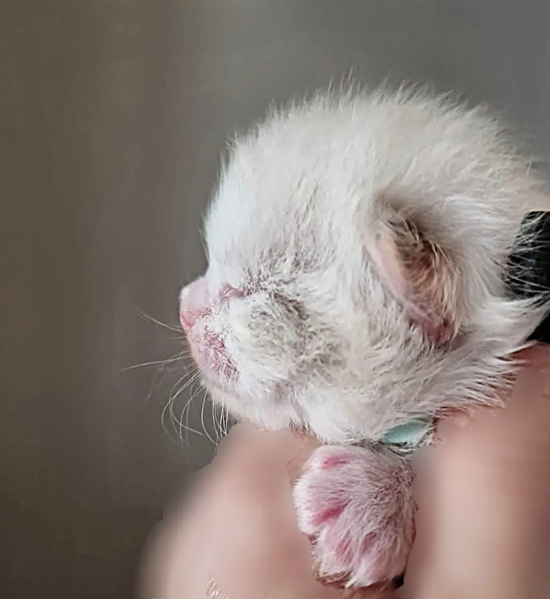Ragdoll Kittens GCCFI Pedigree Registered - Image 1