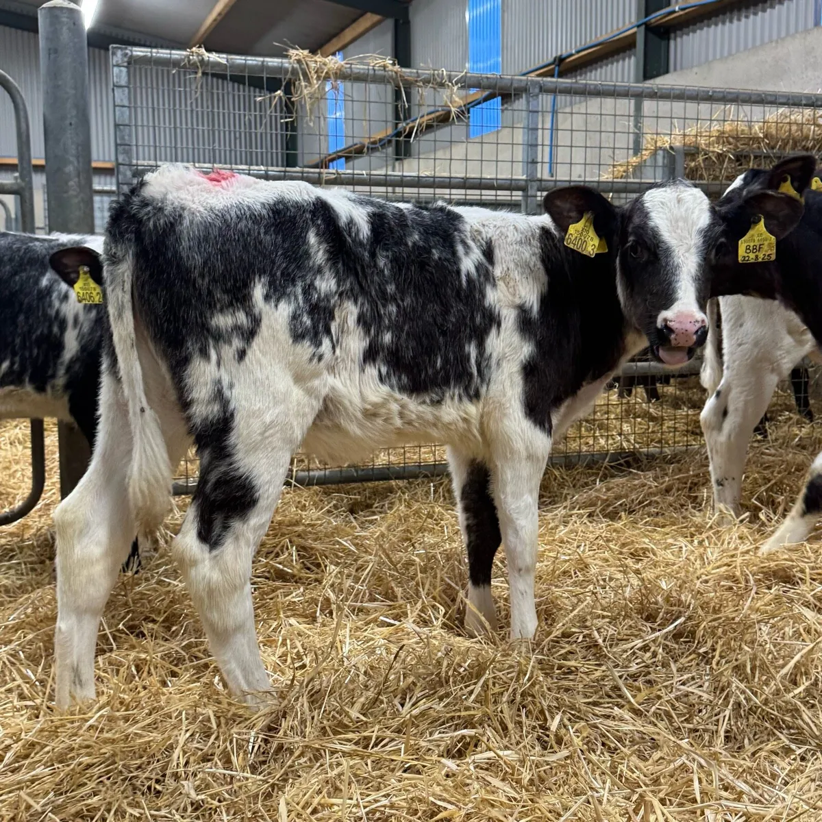 9 Blue Heifers - Image 1