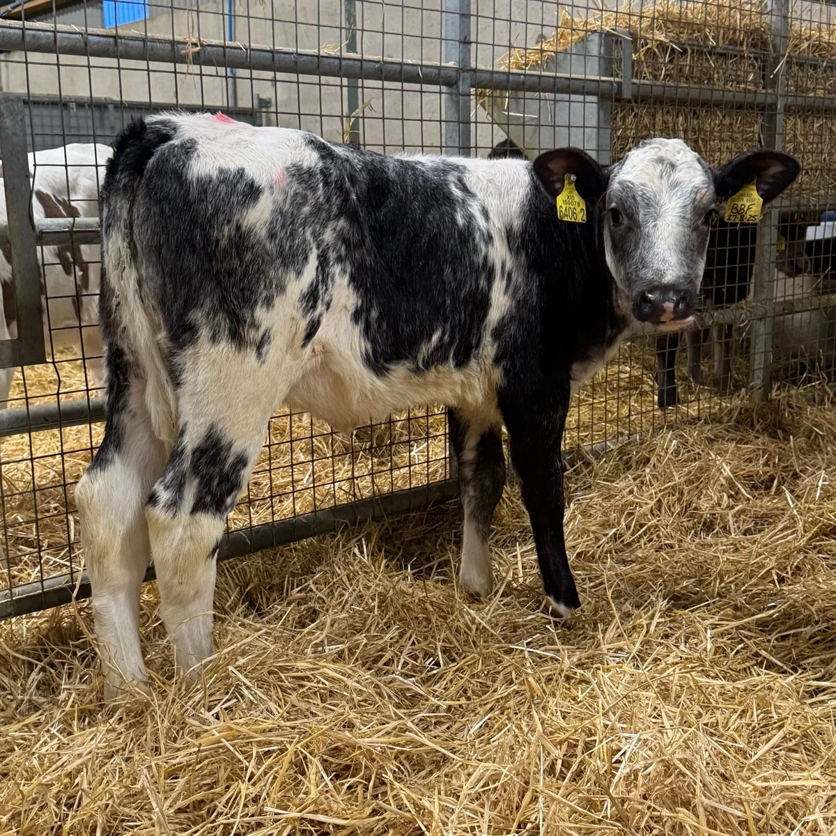 9 Blue Heifers - Image 2