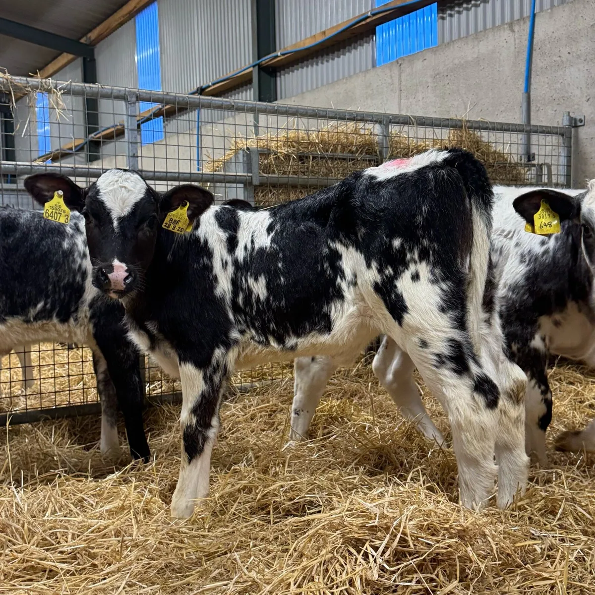 9 Blue Heifers - Image 3