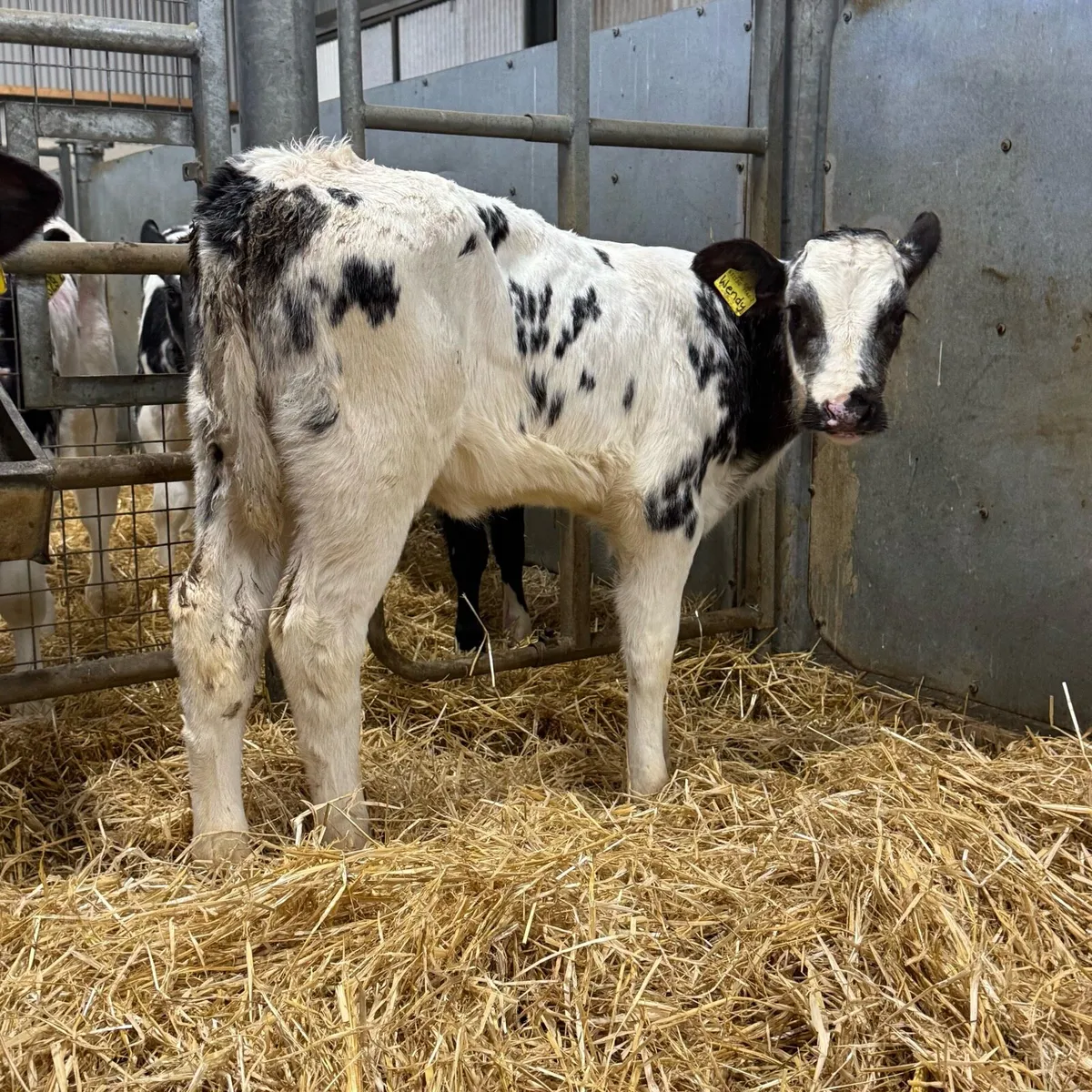 9 Blue Heifers - Image 4