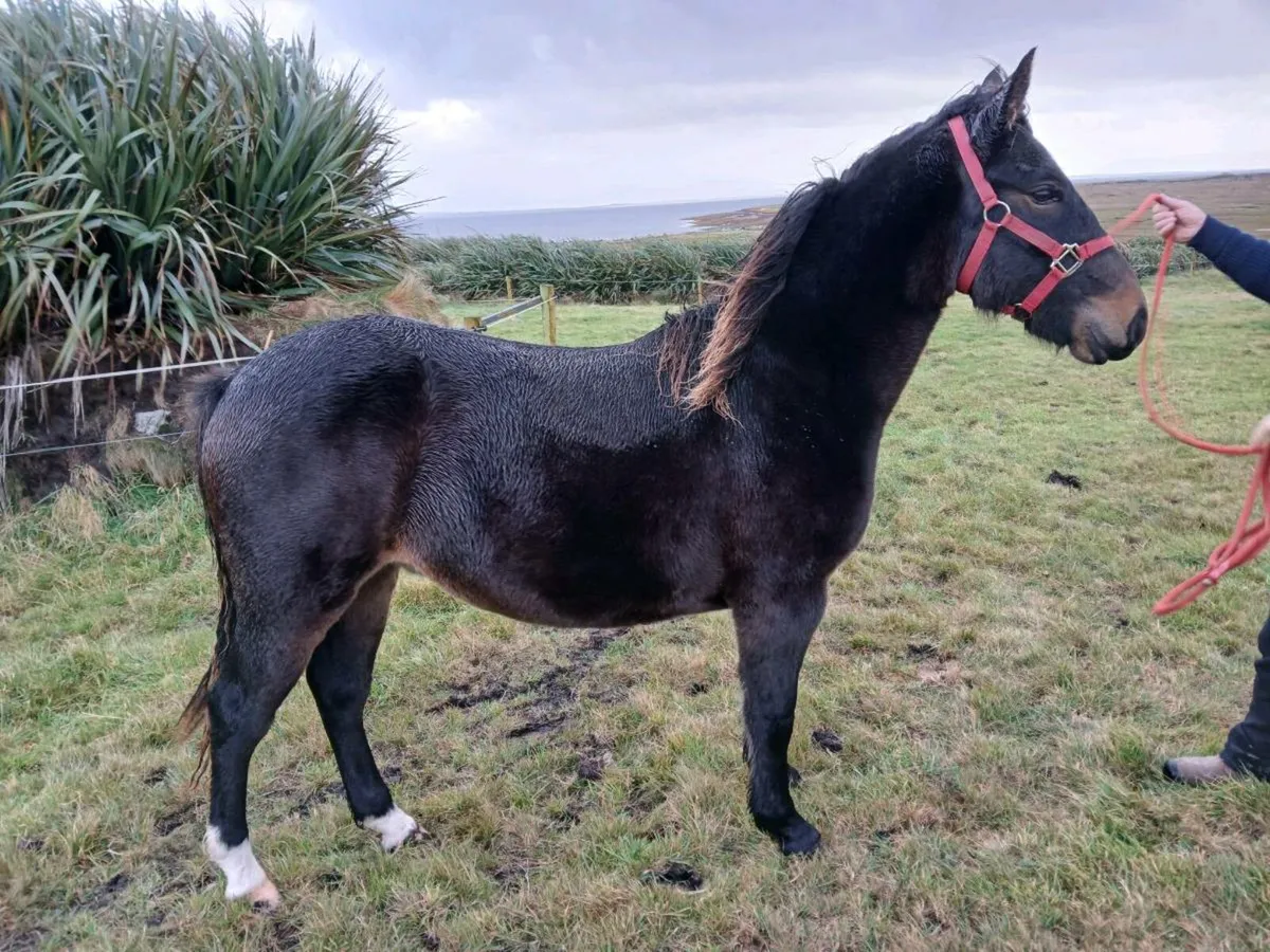 Yearling gelding - Image 1