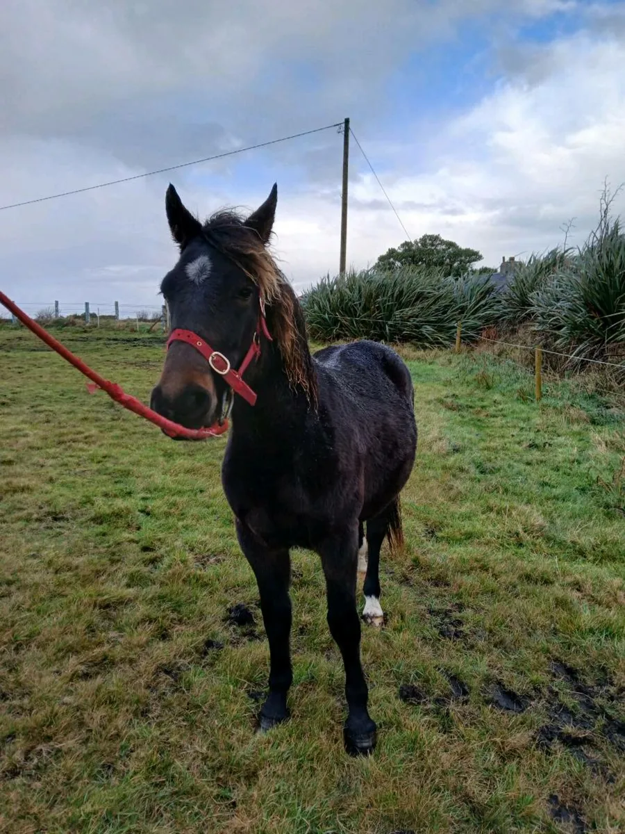 Yearling gelding - Image 2