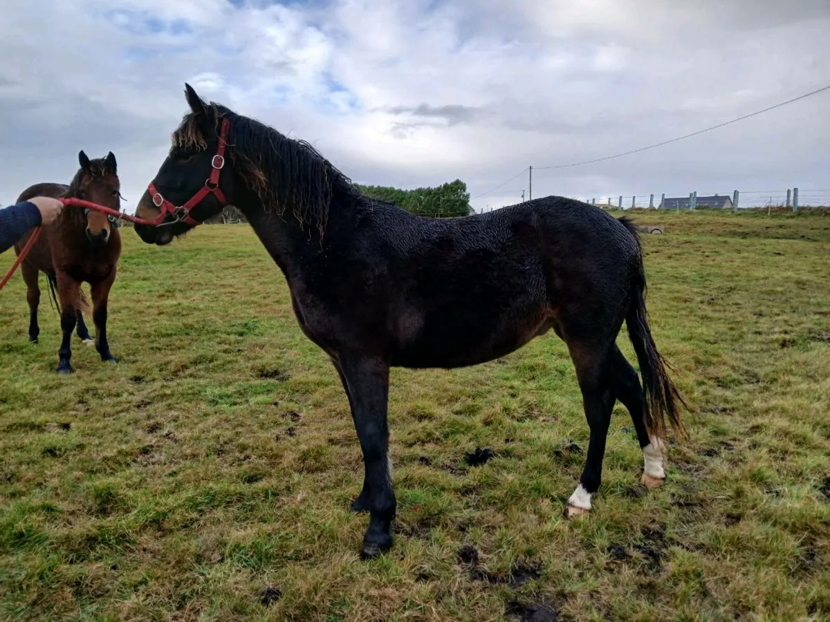 Yearling gelding - Image 3