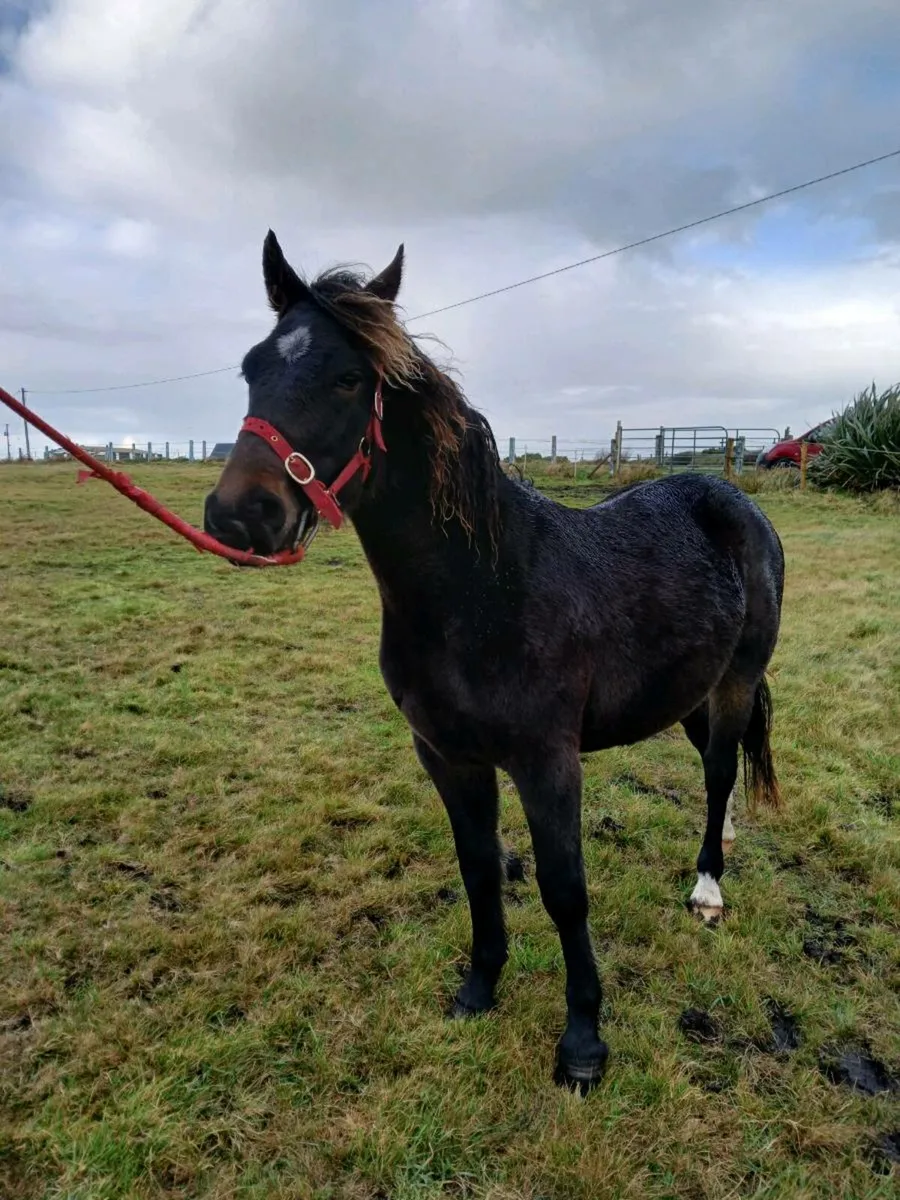 Yearling gelding - Image 4