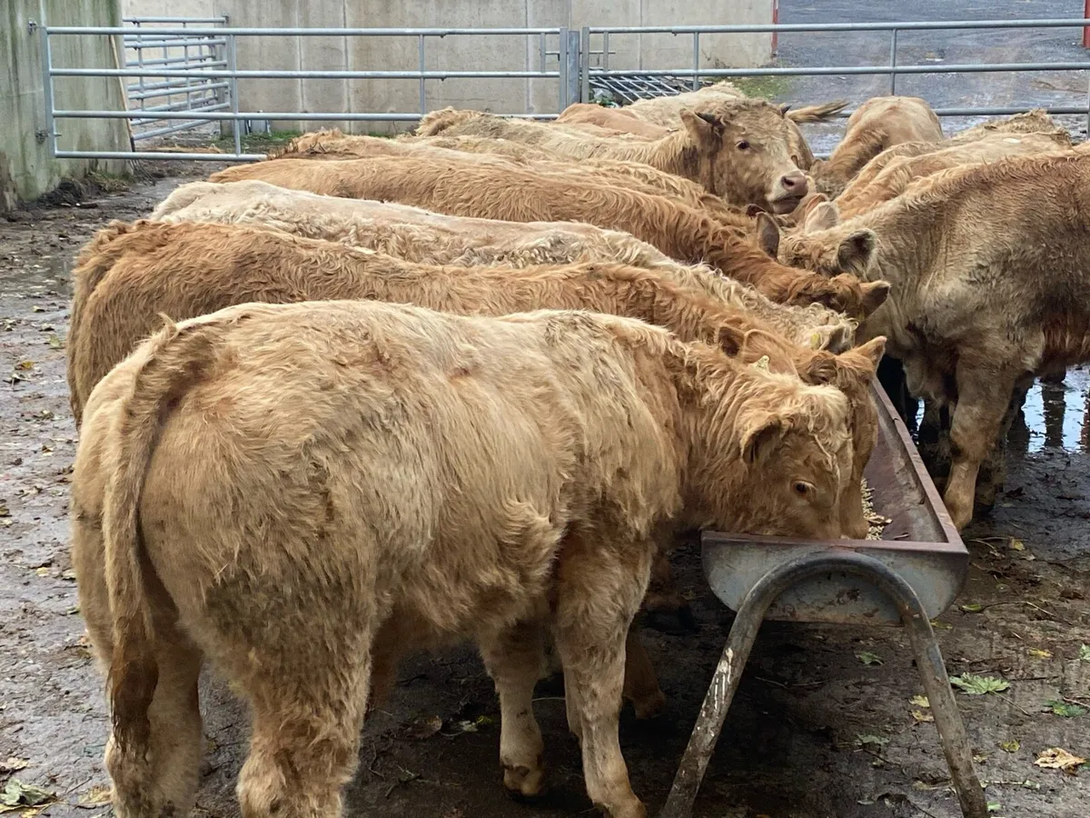 22 Golden Charolais Bullocks 350kg @ Lissava - Image 1