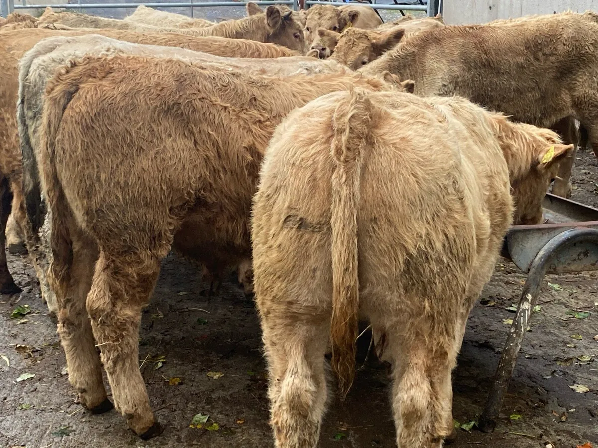 22 Golden Charolais Bullocks 350kg @ Lissava - Image 2