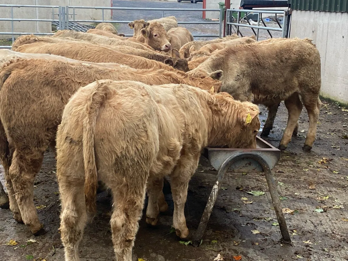 22 Golden Charolais Bullocks 350kg @ Lissava - Image 3