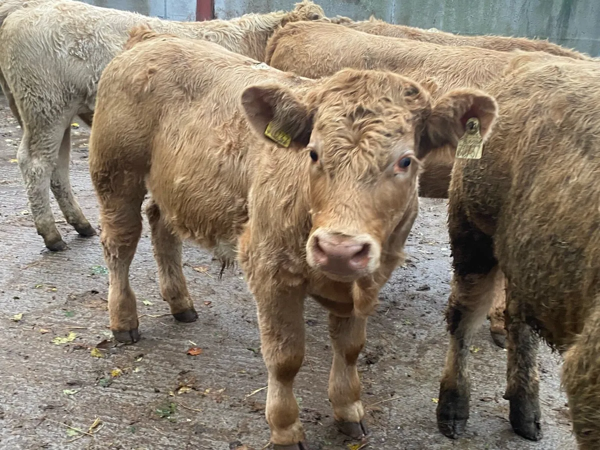 22 Golden Charolais Bullocks 350kg @ Lissava - Image 4