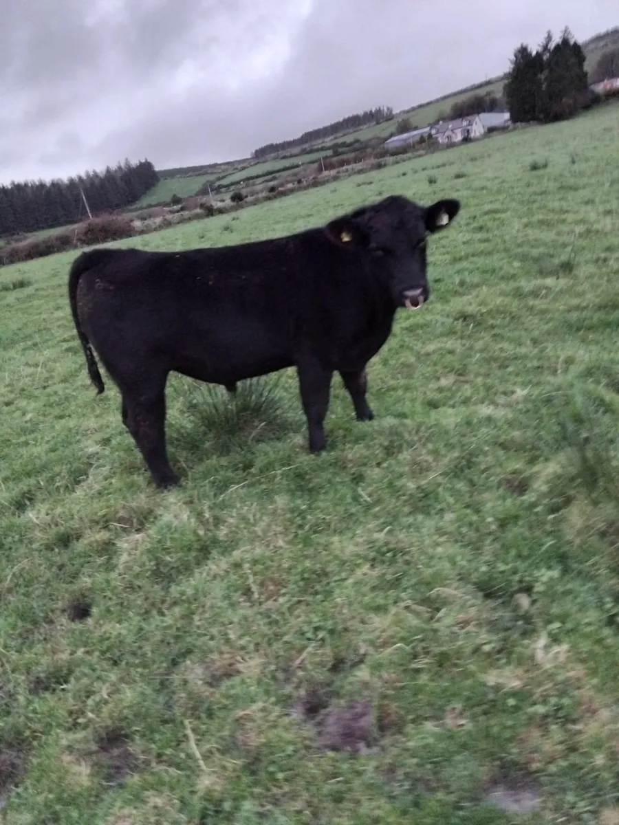Super Angus bull - Image 1