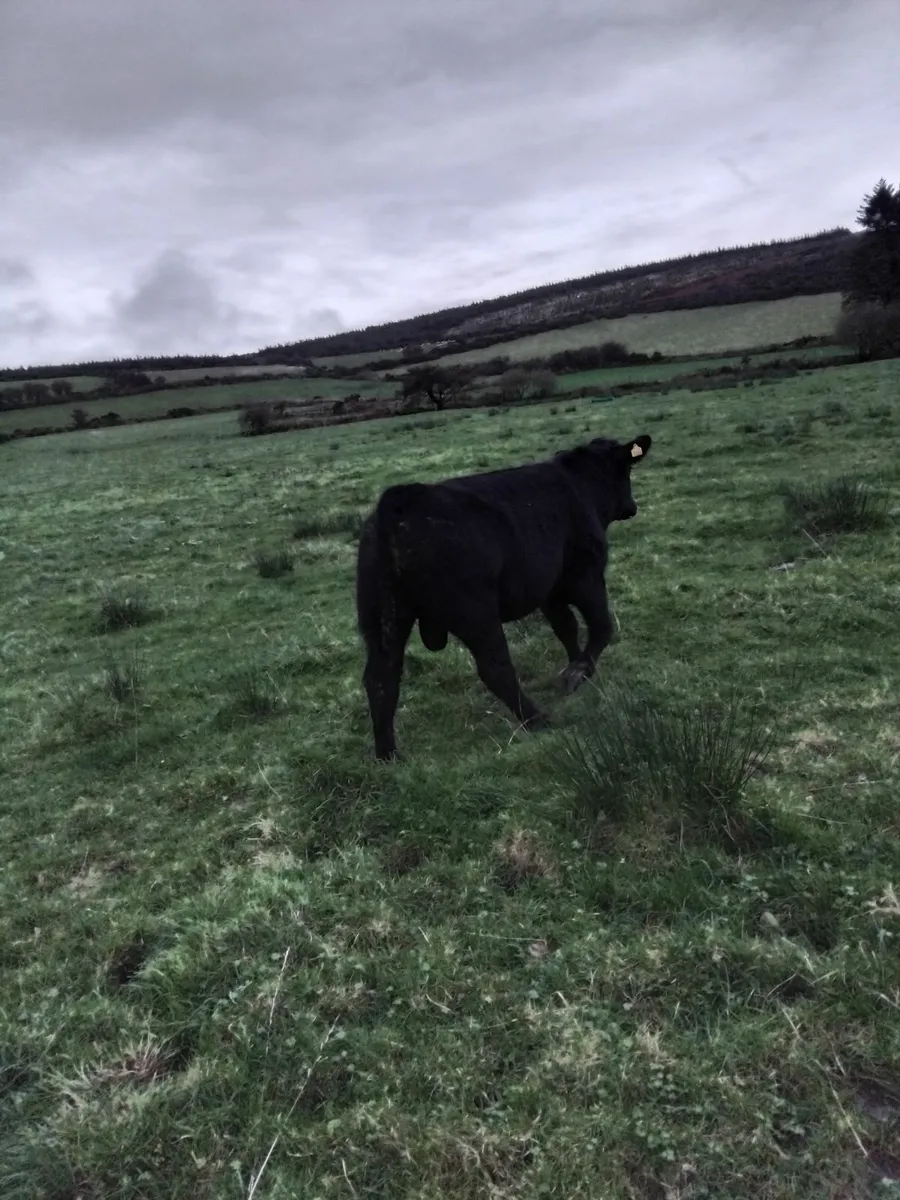 Super Angus bull - Image 2