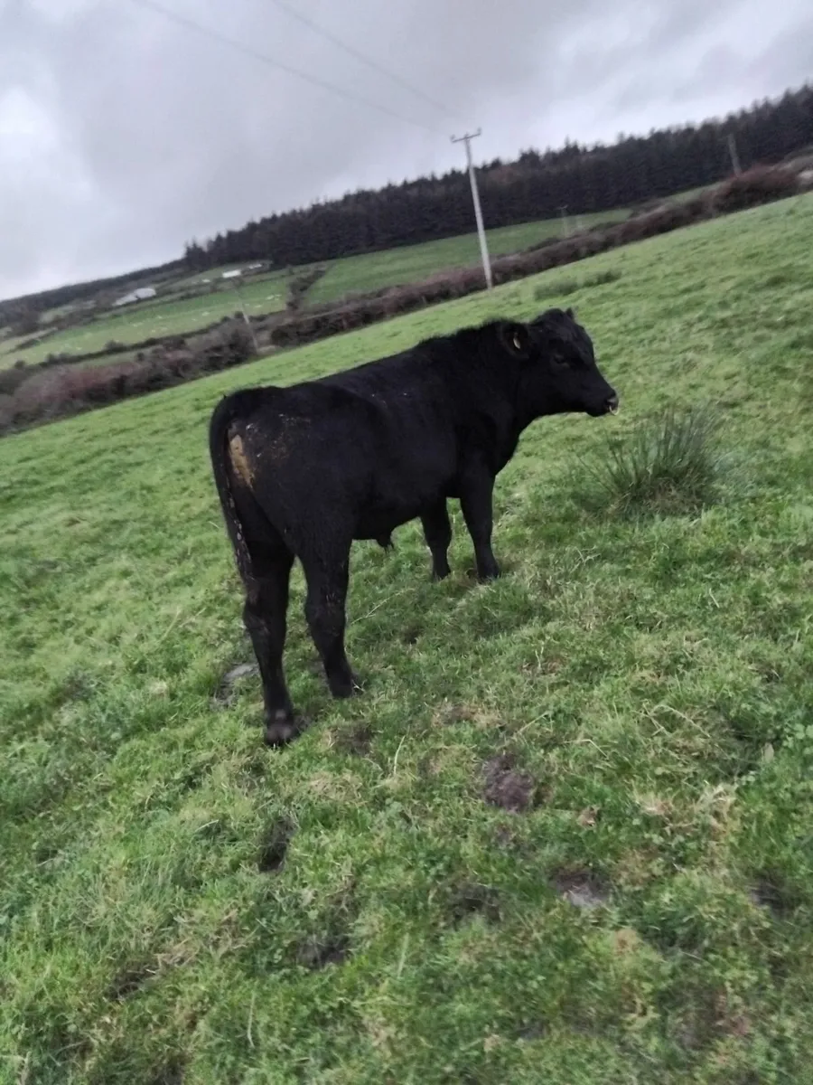 Super Angus bull - Image 3