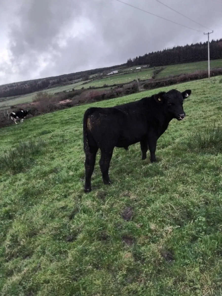 Super Angus bull - Image 4