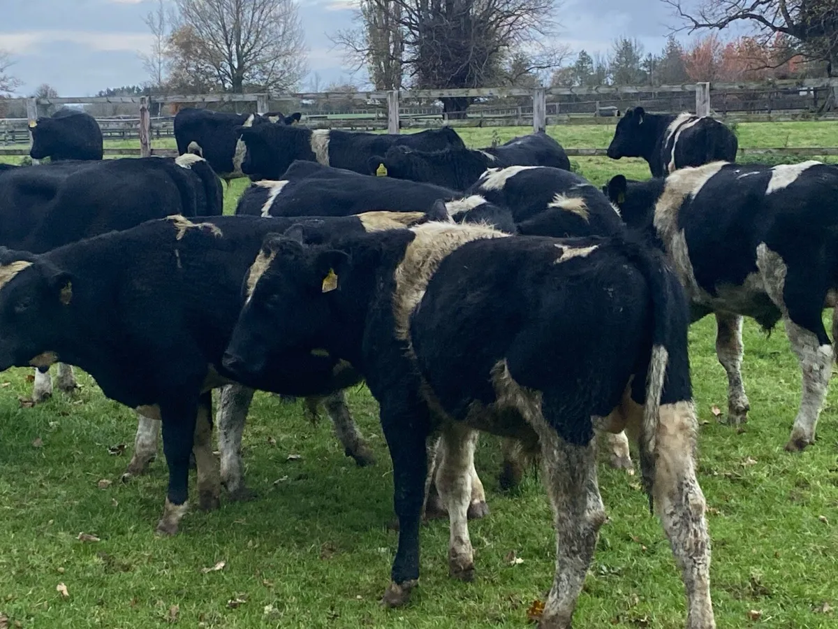 14 Friesians 270kg @ Lissava - Image 1