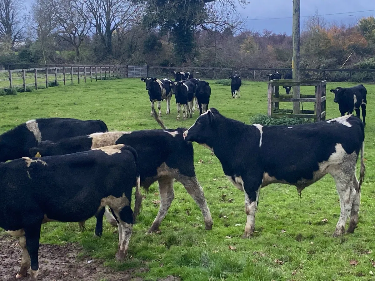 14 Friesians 270kg @ Lissava - Image 2