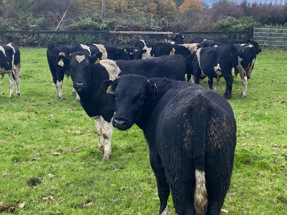 14 Friesians 270kg @ Lissava - Image 3