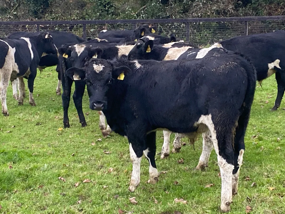 14 Friesians 270kg @ Lissava - Image 4