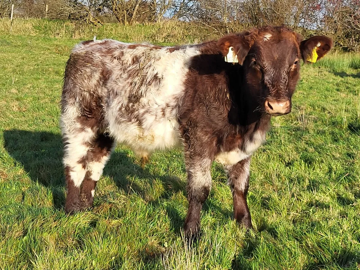 Shorthorn - Image 1