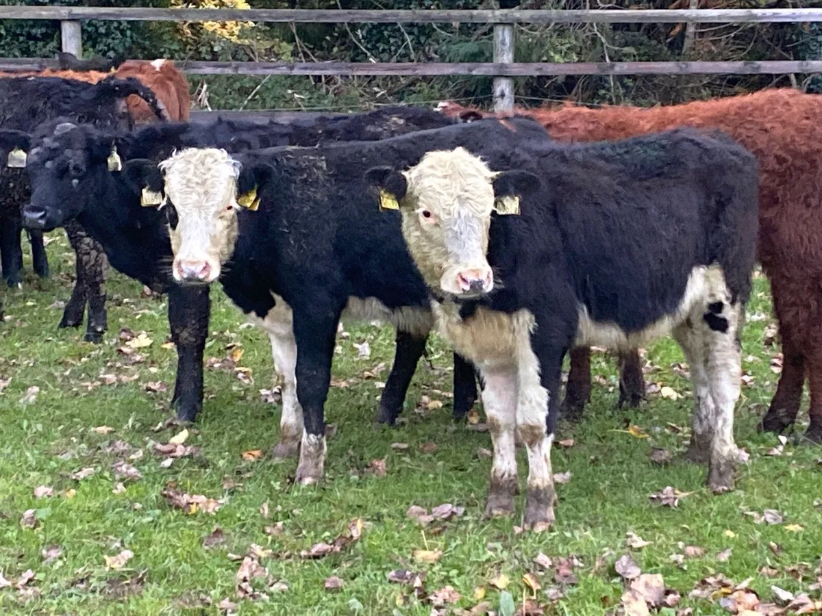 10 Bullocks 200kg @ Lissava - Image 1