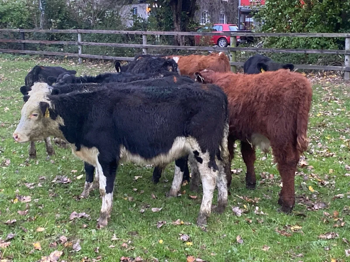 10 Bullocks 200kg @ Lissava - Image 2