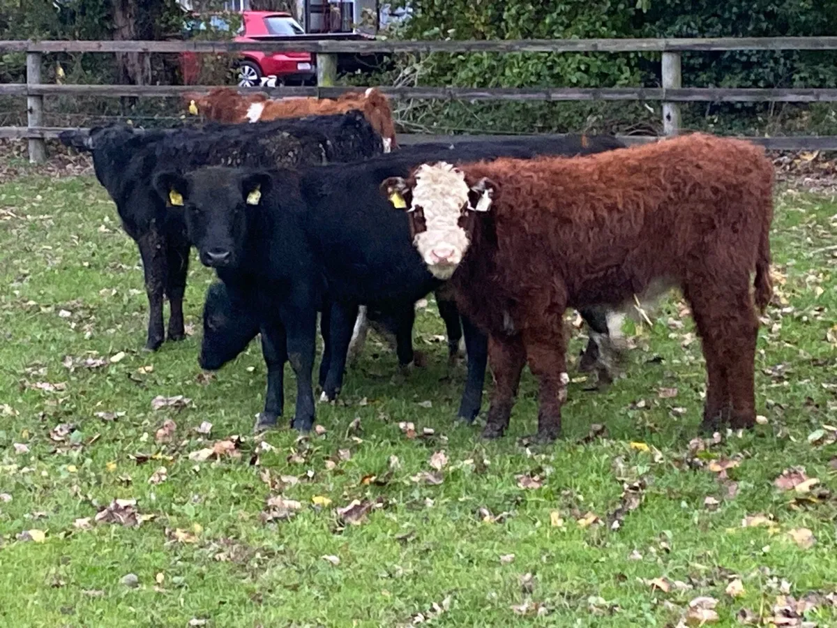 10 Bullocks 200kg @ Lissava - Image 3