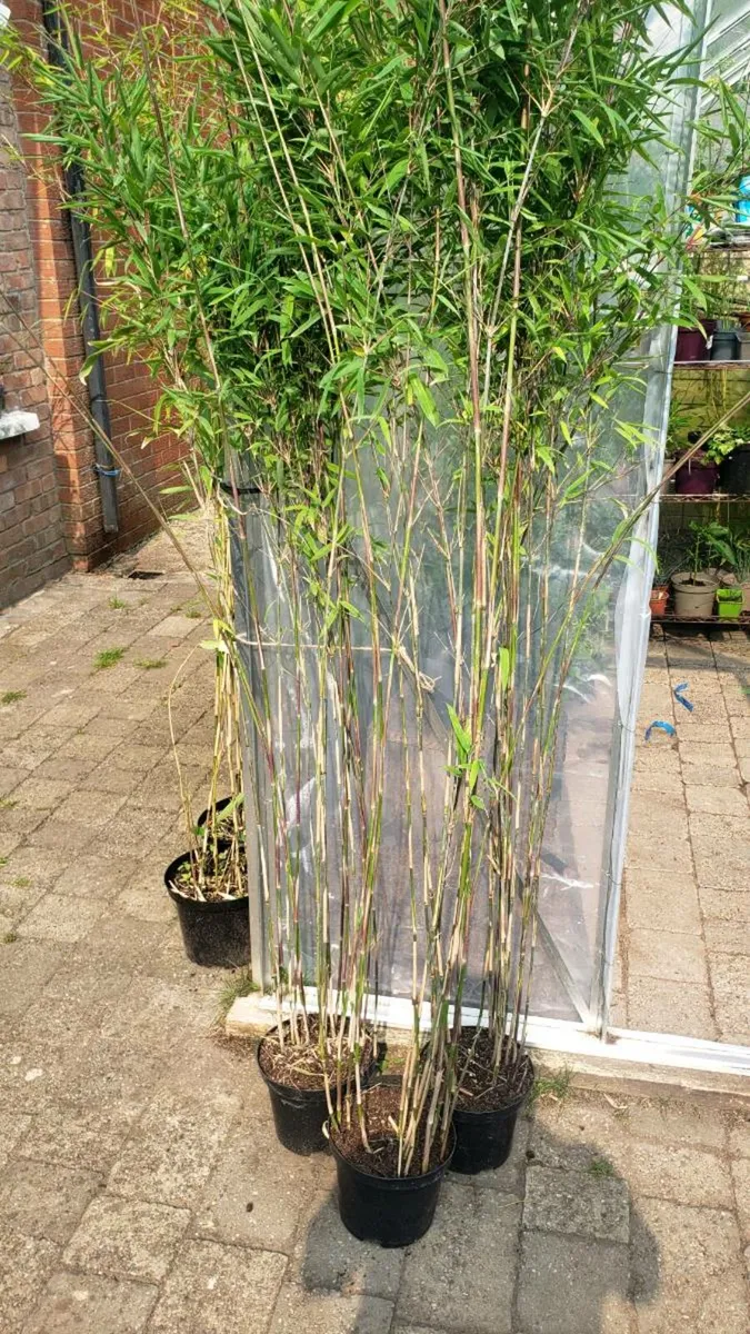 Bamboos for Evergreen fence. Delivery available - Image 1