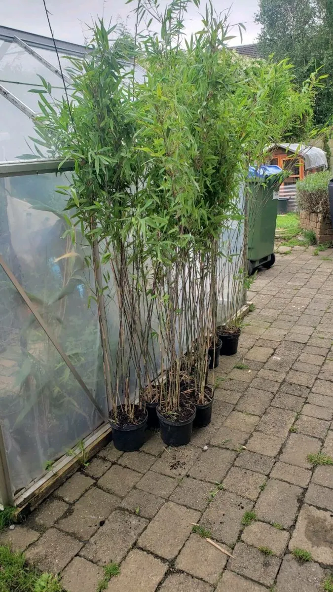 Bamboos for Evergreen fence. Delivery available - Image 2