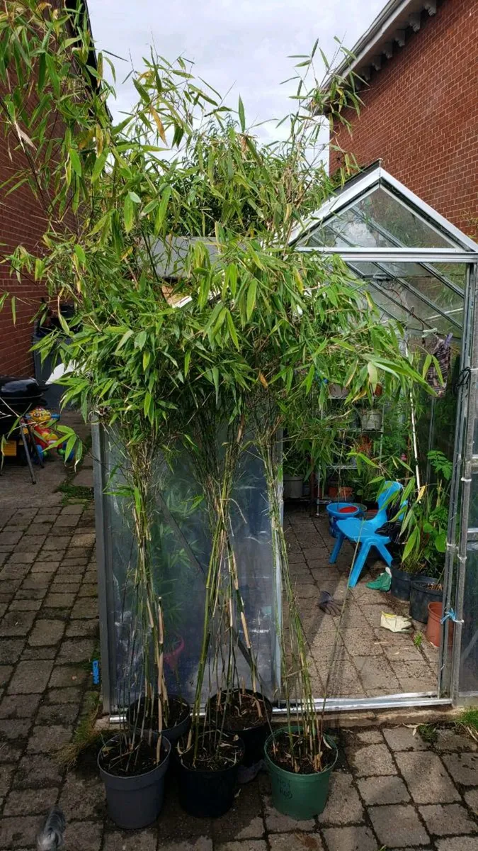 Bamboos for Evergreen fence. Delivery available - Image 3