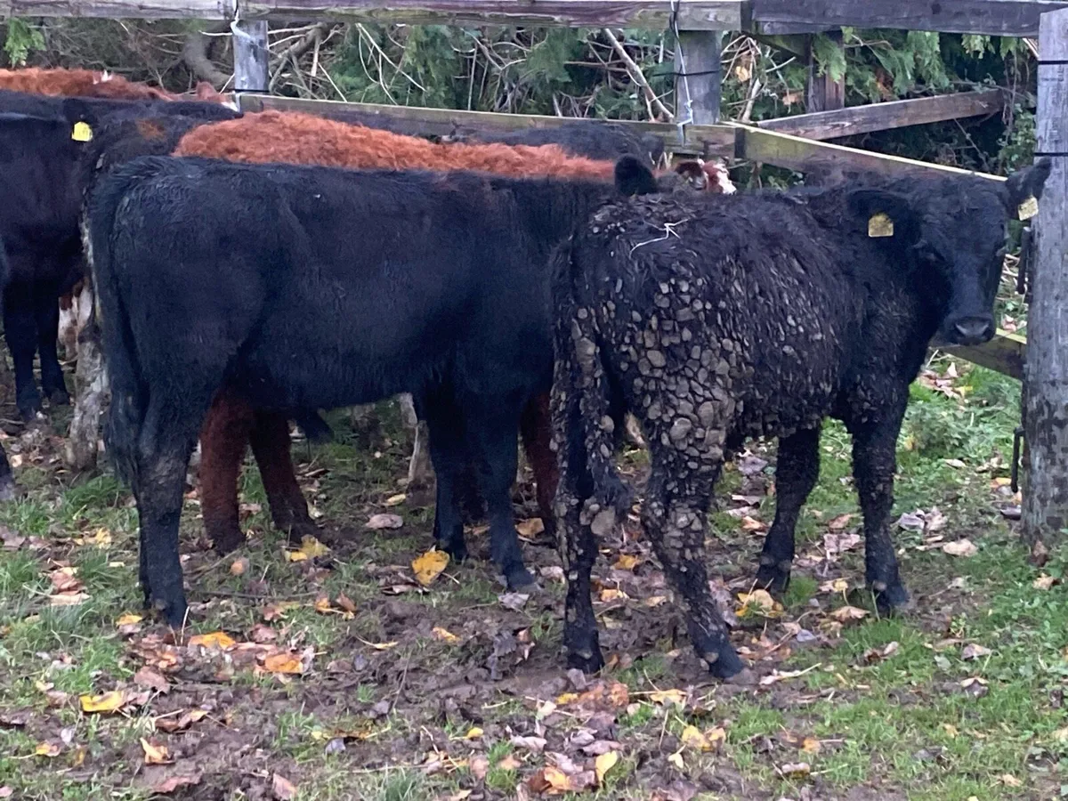 10 Bullocks 200kg @ Lissava - Image 4