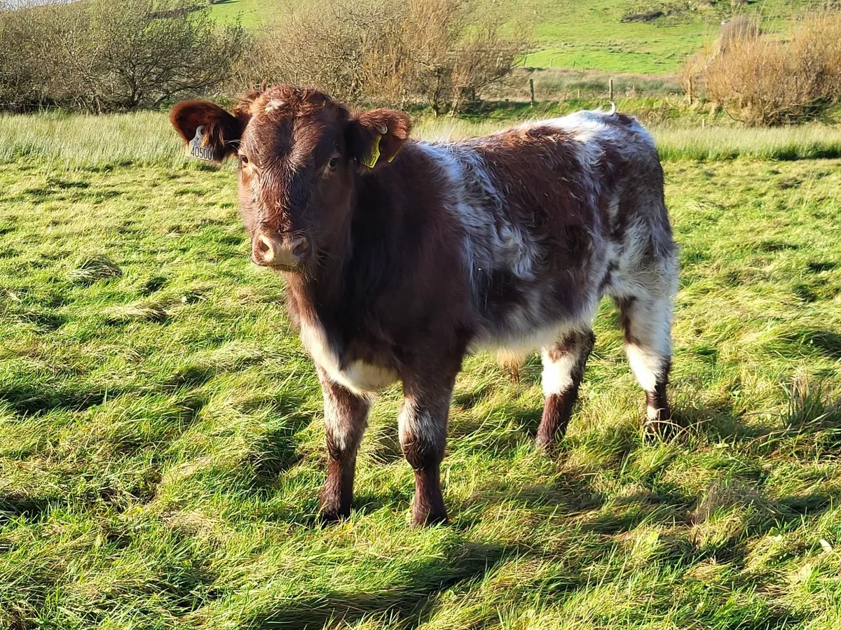 Shorthorn - Image 2