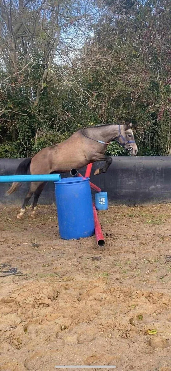 Very quiet 3 year old gelding - Image 3