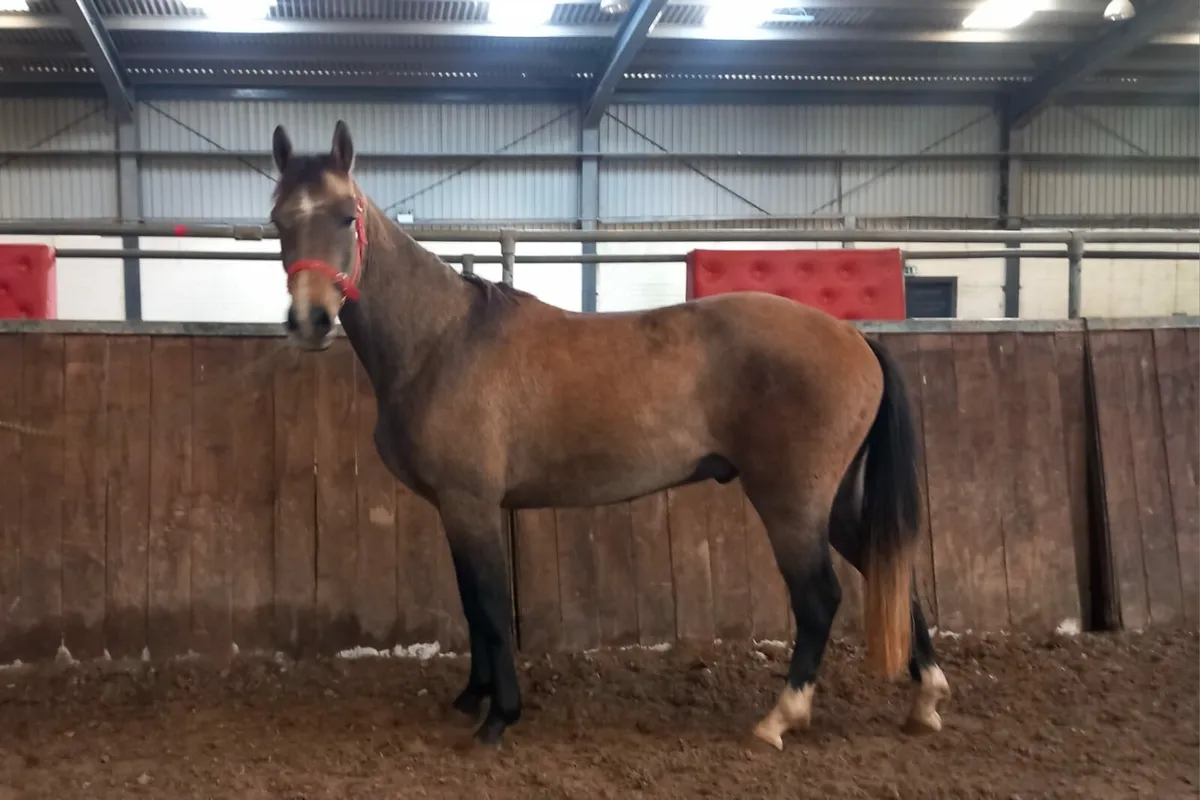 Very quiet 3 year old gelding - Image 4