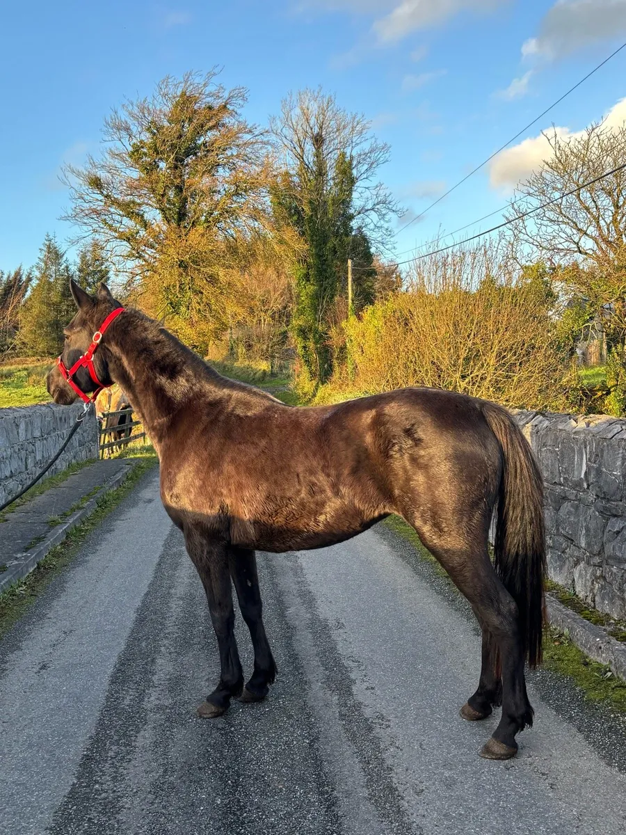 Stunning 4yo Mare - Image 1