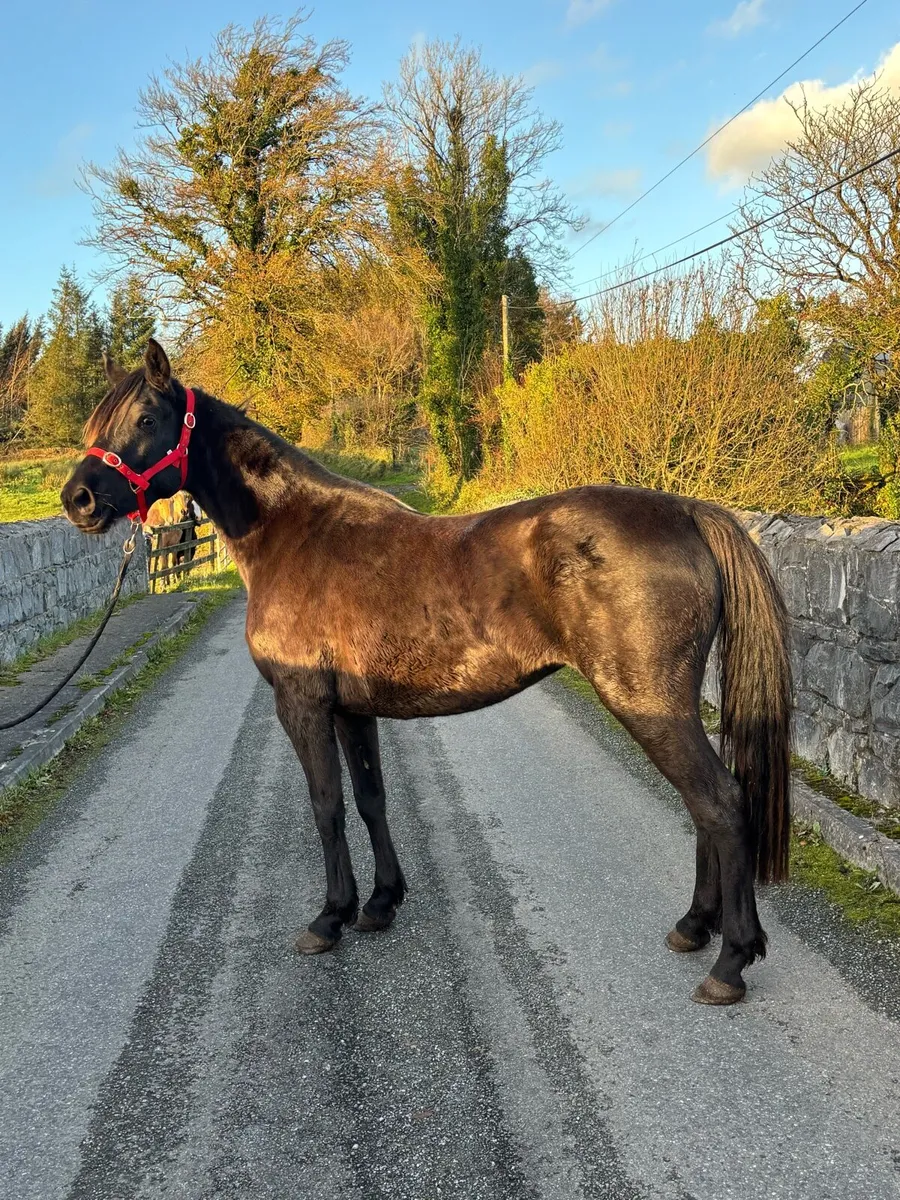 Stunning 4yo Mare - Image 2