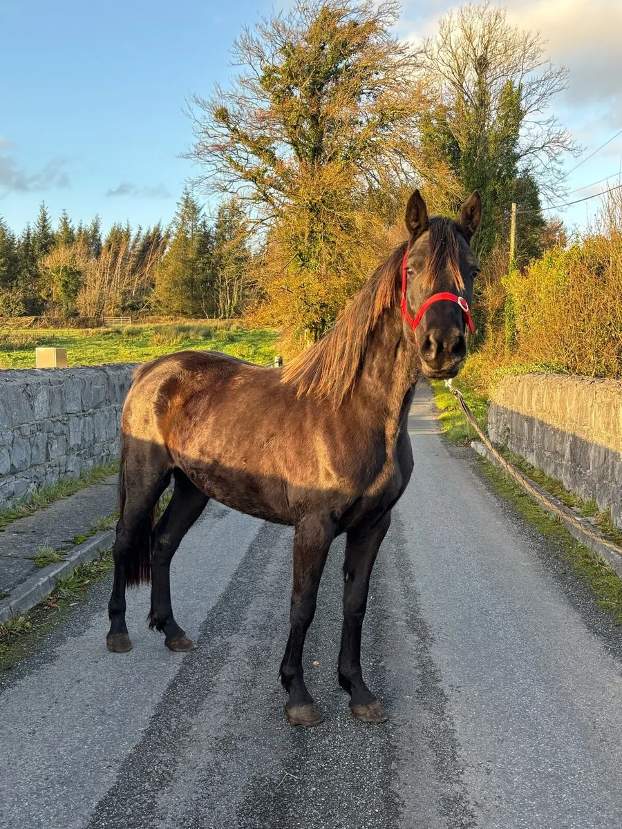 Stunning 4yo Mare - Image 3