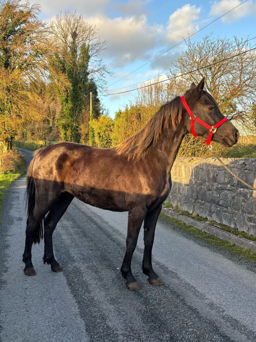 Stunning 4yo Mare - Image 4