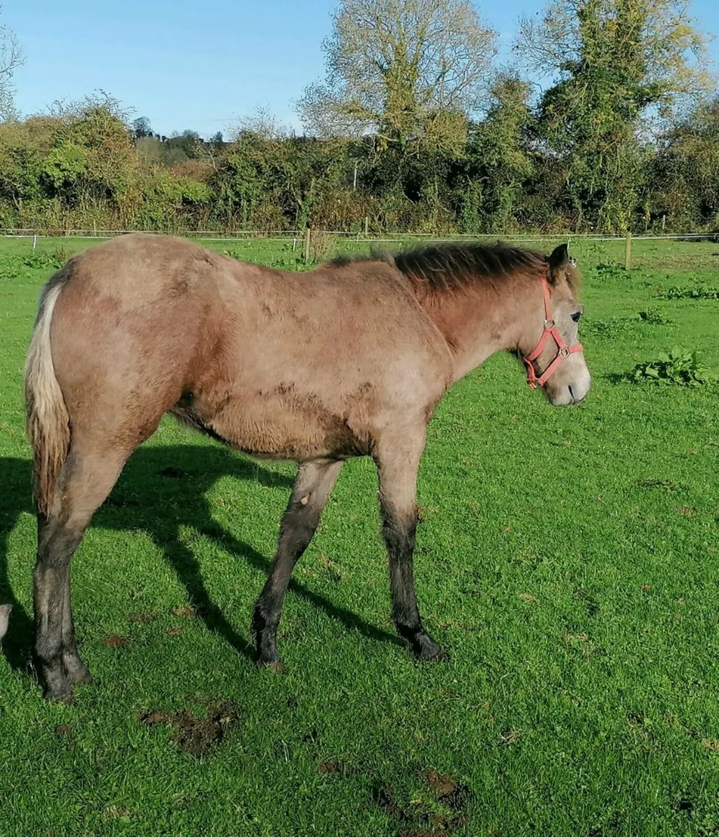 Connemara filly foal - Image 1