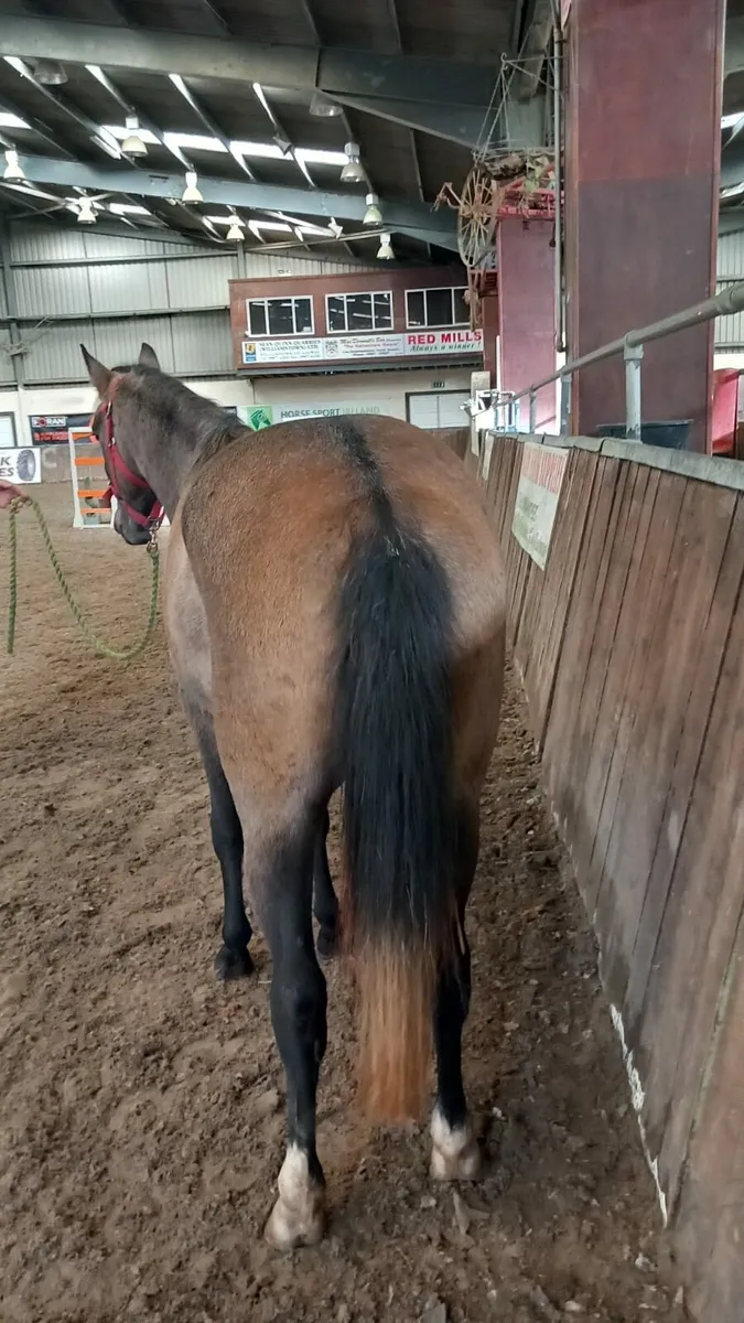 Very quiet 3 year old gelding - Image 1