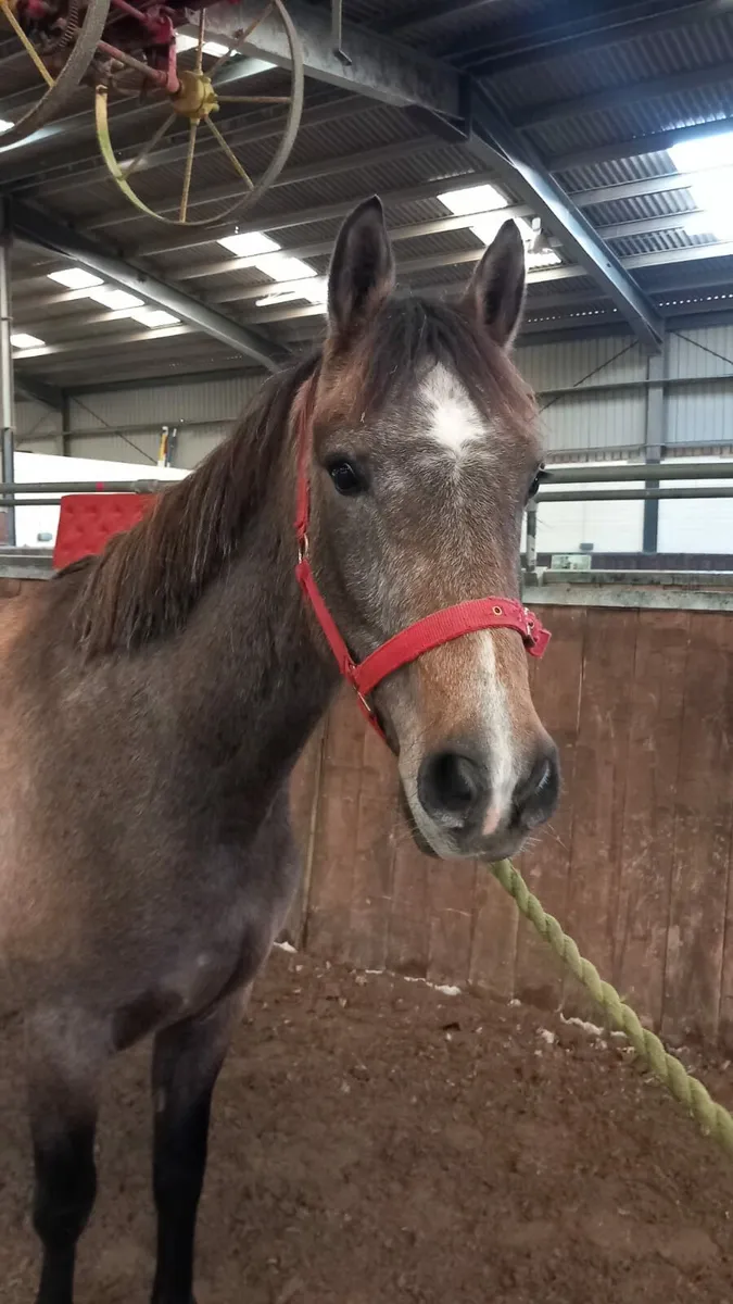 Very quiet 3 year old gelding - Image 2
