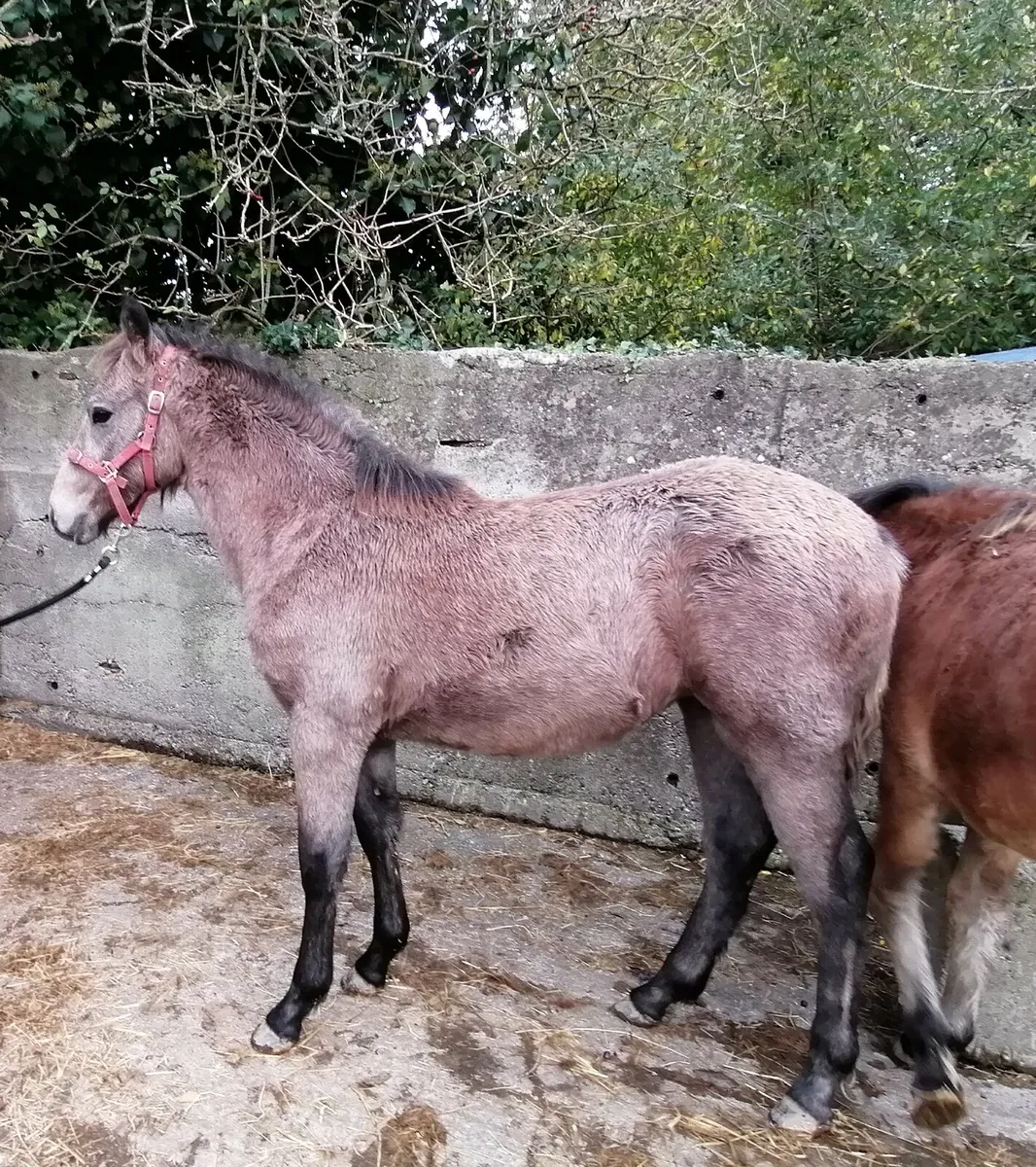 Connemara filly foal - Image 2