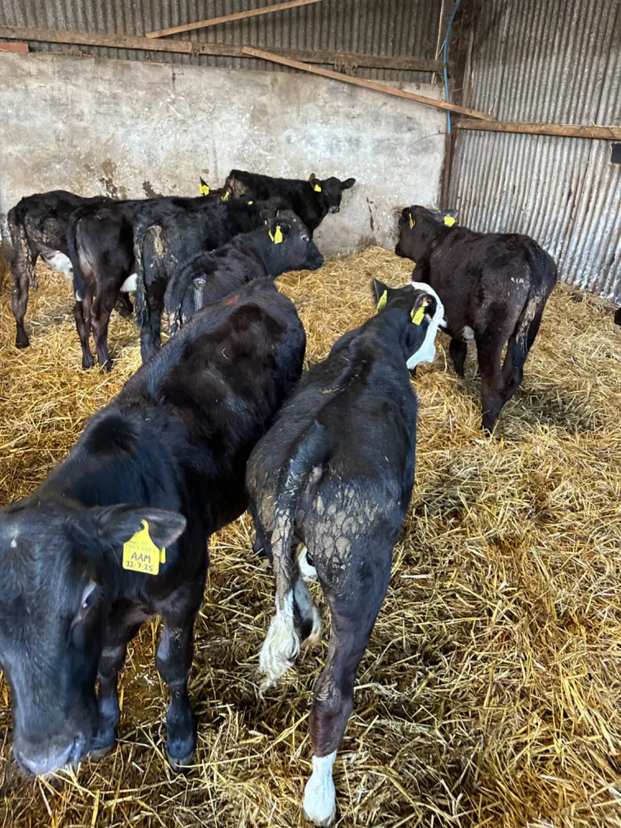 Angus and Hereford bulls - Image 3