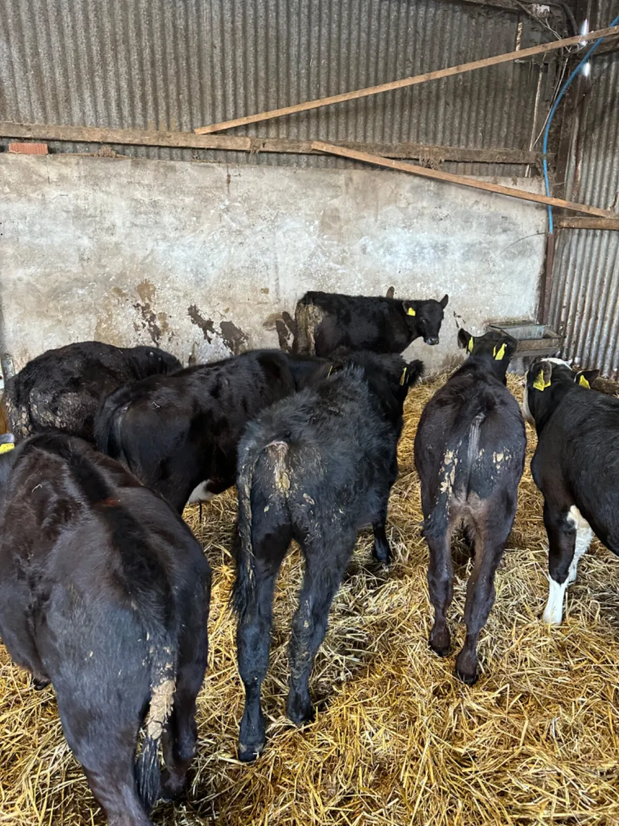 Angus and Hereford bulls - Image 4