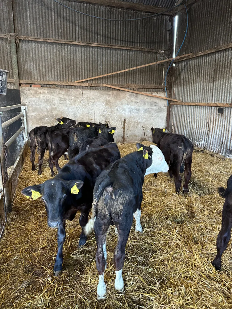 Angus and Hereford bulls - Image 2