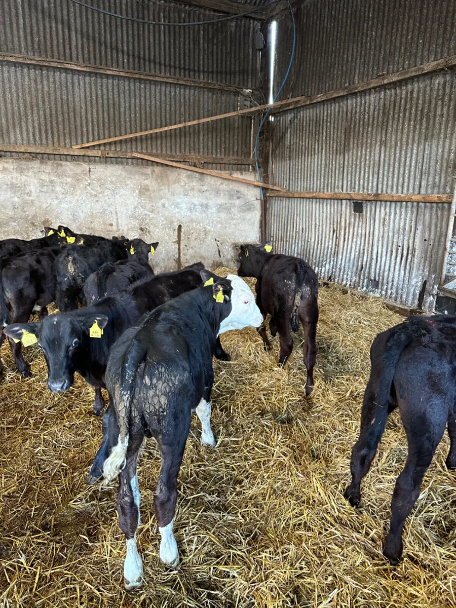Angus and Hereford bulls - Image 1