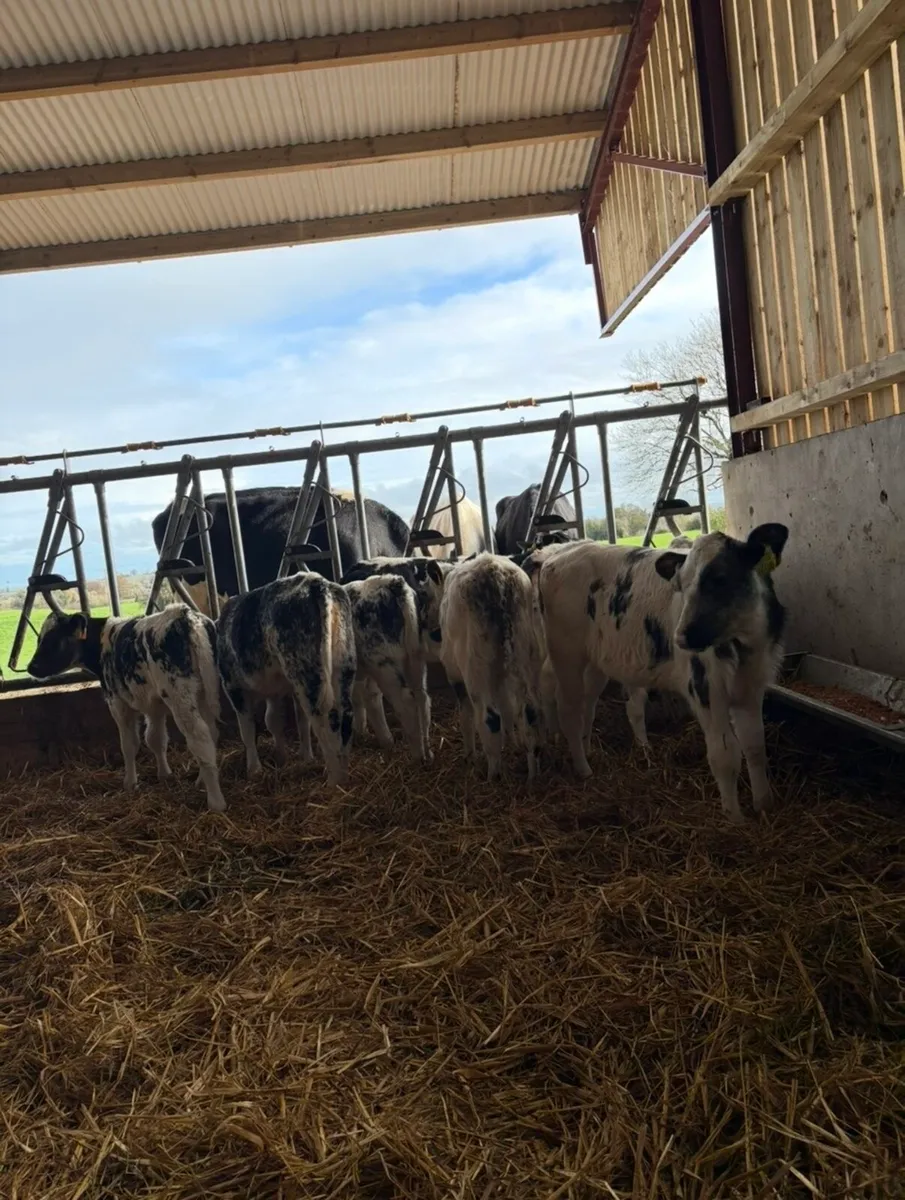 9 super reared Bbx calves - Image 1