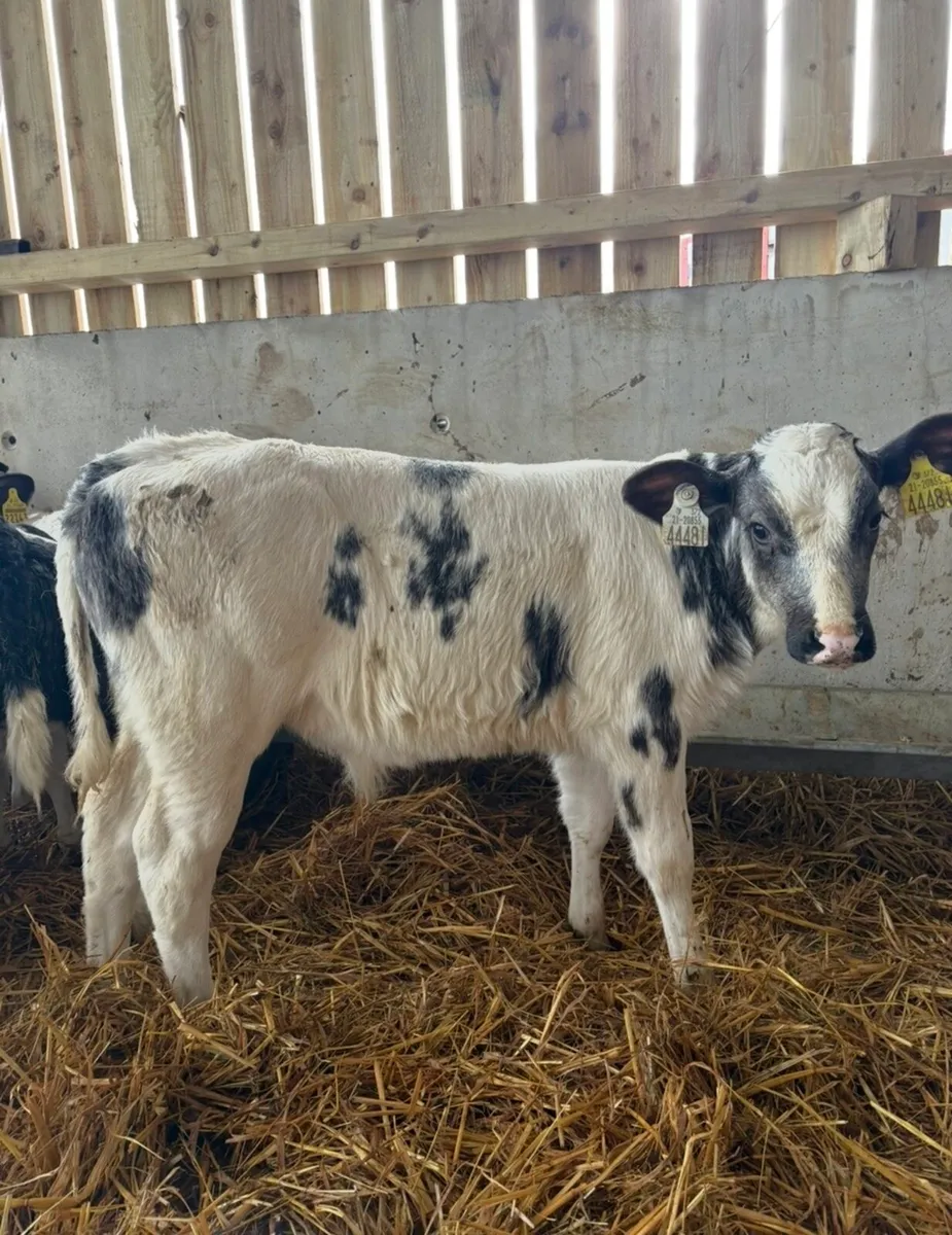 9 super reared Bbx calves - Image 2